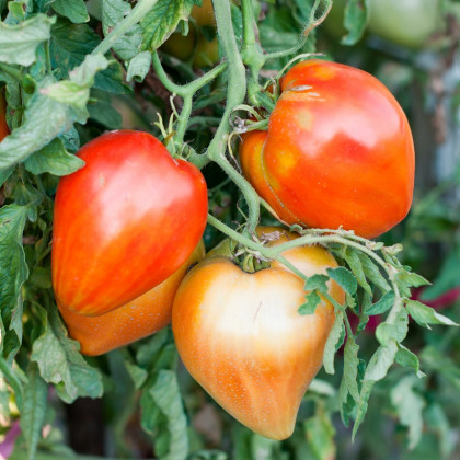 Paradajka Big Mama F1 - Solanum lycopersicum - semená paradajky - 7 ks