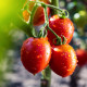 Paradajka Tutti Frutti F1 - Solanum lycopersicum - semená paradajky - 6 ks