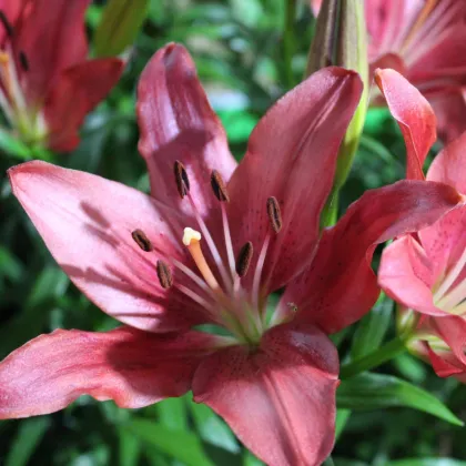 Ľalia Purple Dream - Lilium asiatica - cibuľoviny - 1 ks