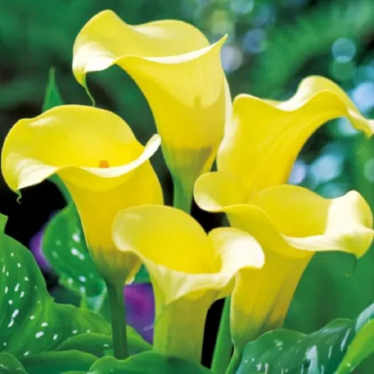 Kala Black Magic - Zantedeschia - hľuzy kaly - 1 ks