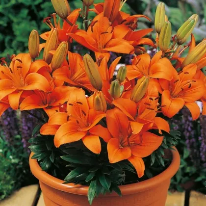 Ľalia Abbersville Pride - Lilium - cibuľa ľalia - 1ks