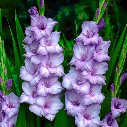 Gladiola modrý Tropik – Gladiolus Tropic – hľuzy mečíka