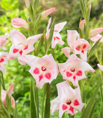 Gladiola nanus Elvira - Gladiolus - hľuzy mečíka - 3 ks