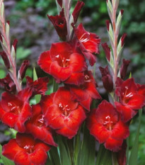 Gladiola Azuro - Gladiolus - hľuzy mečíka - 3 ks