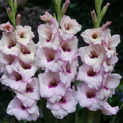 Gladiola Venezia - Gladiolus - hľuzy mečíka - 3 ks