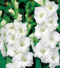 Gladiola Snowy Ruffle - Gladiolus - hľuzy mečíka - 3 ks