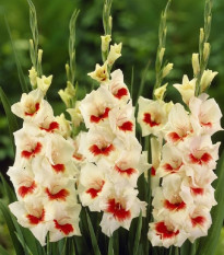 Gladiola Ajax - Gladiolus - hľuzy mečíka - 3 ks