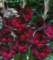 Gladiola Black Surprise - Gladiolus - hľuzy mečíka - 3 ks