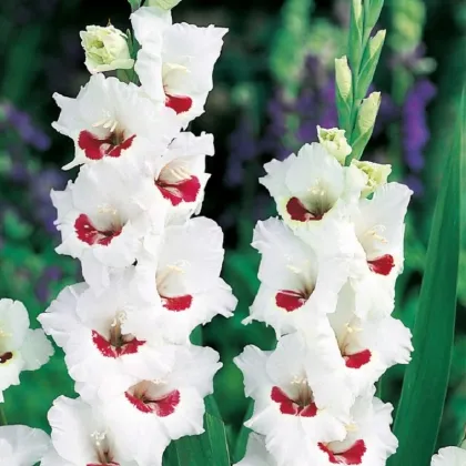 Gladiola Fiorentina - Gladiolus - hľuzy mečíka - 3 ks