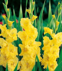 Gladiola Yellow Frans - Gladiolus - hľuzy mečíka - 3 ks