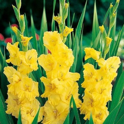Gladiola Yellow Frans - Gladiolus - hľuzy mečíka - 3 ks