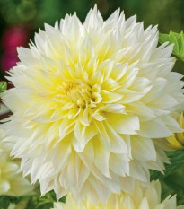 Georgína Canary Fubuki - Dahlia - hľuzy georgíny - 1 ks