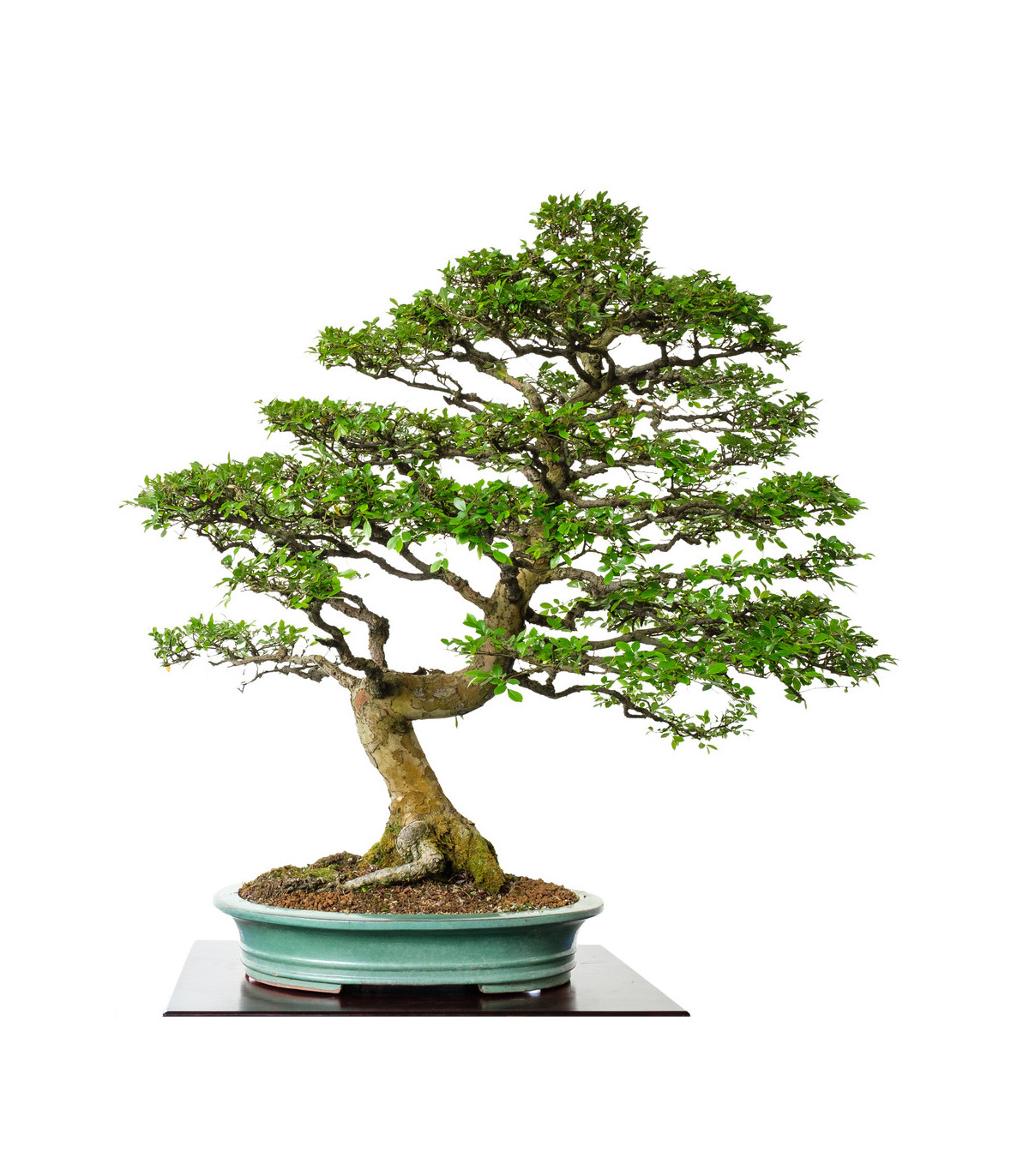 Brest čínsky - Ulmus parvifolia - bonsaj - semená bresta - 10 ks