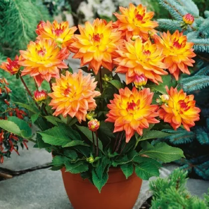 Georgína Melody Dora - Dahlia - hľuzy georgíny - 1 ks