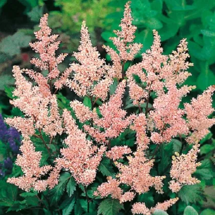 Astilba Peach Blossom - Astilbe japonica - hľuzy astilby - 1 ks