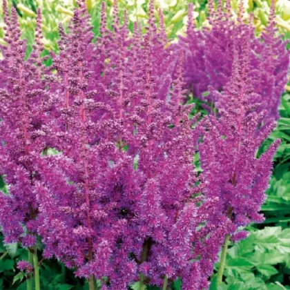 Astilba modrá - Astilbe - hľuzy astilby - 1 ks