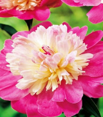 Pivónia Gay Paree - Paeonia lactiflora - hľuzy pivónie - 1 ks