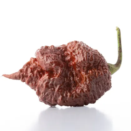 Chilli Carolina Reaper Chocolate - Capsicum Chinense - semená chilli - 5 ks