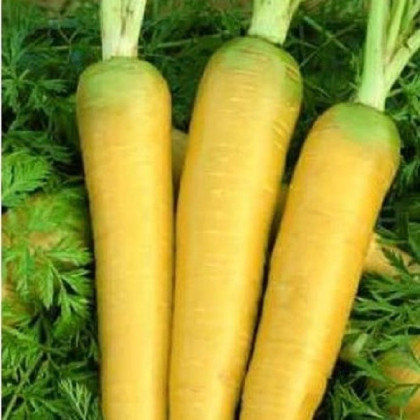 Mrkva Táborská žltá - Daucus carota - semená mrkvy - 150 ks
