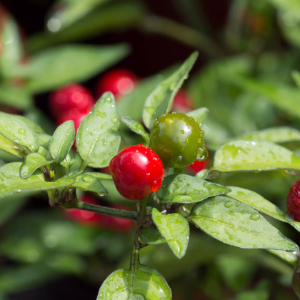 Chilli Tepin - Capsicum Annuum - semená - 7 ks