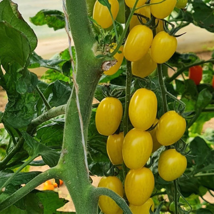 Paradajka Dattolime F1 - Solanum lycopersicum - semená paradajky - 6 ks
