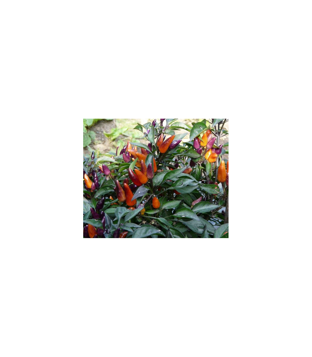 Chilli Ember - Capsicum annuum - semená chilli - 6 ks