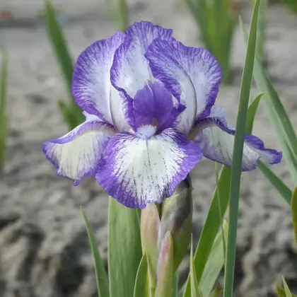 Kosatec Petit Polka - Iris pumila - hľuzy kosatca - 1 ks