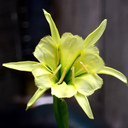 Peruánsky narcis Sulphur Queen - Ismena - cibuľa ismény - 1 ks