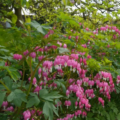 Srdcovka nádherná - Dicentra spectabilis - hľuzy srdcovky - 1 ks