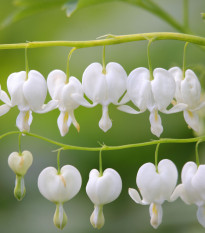 Srdcovka nádherná biela - Dicentra spectabilis - hľuzy srdcovky - 1 ks