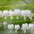 Srdcovka nádherná biela - Dicentra spectabilis - hľuzy srdcovky - 1 ks