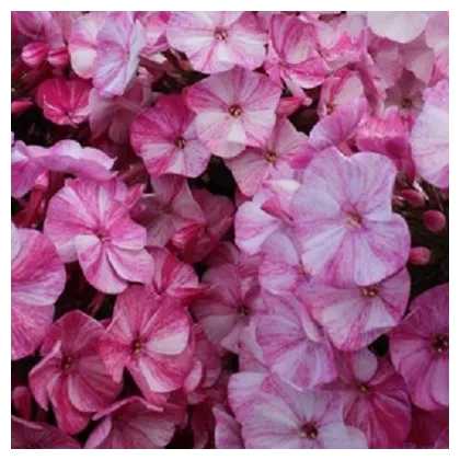 Plamienka Freckle Red Shades - Phlox - voľnokorenné sadenice plamienky - 1 ks