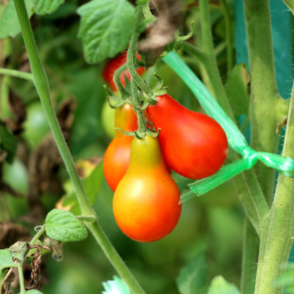 Paradajka Červená hruška - Solanum lycopersicum - semená paradajky - 7 ks