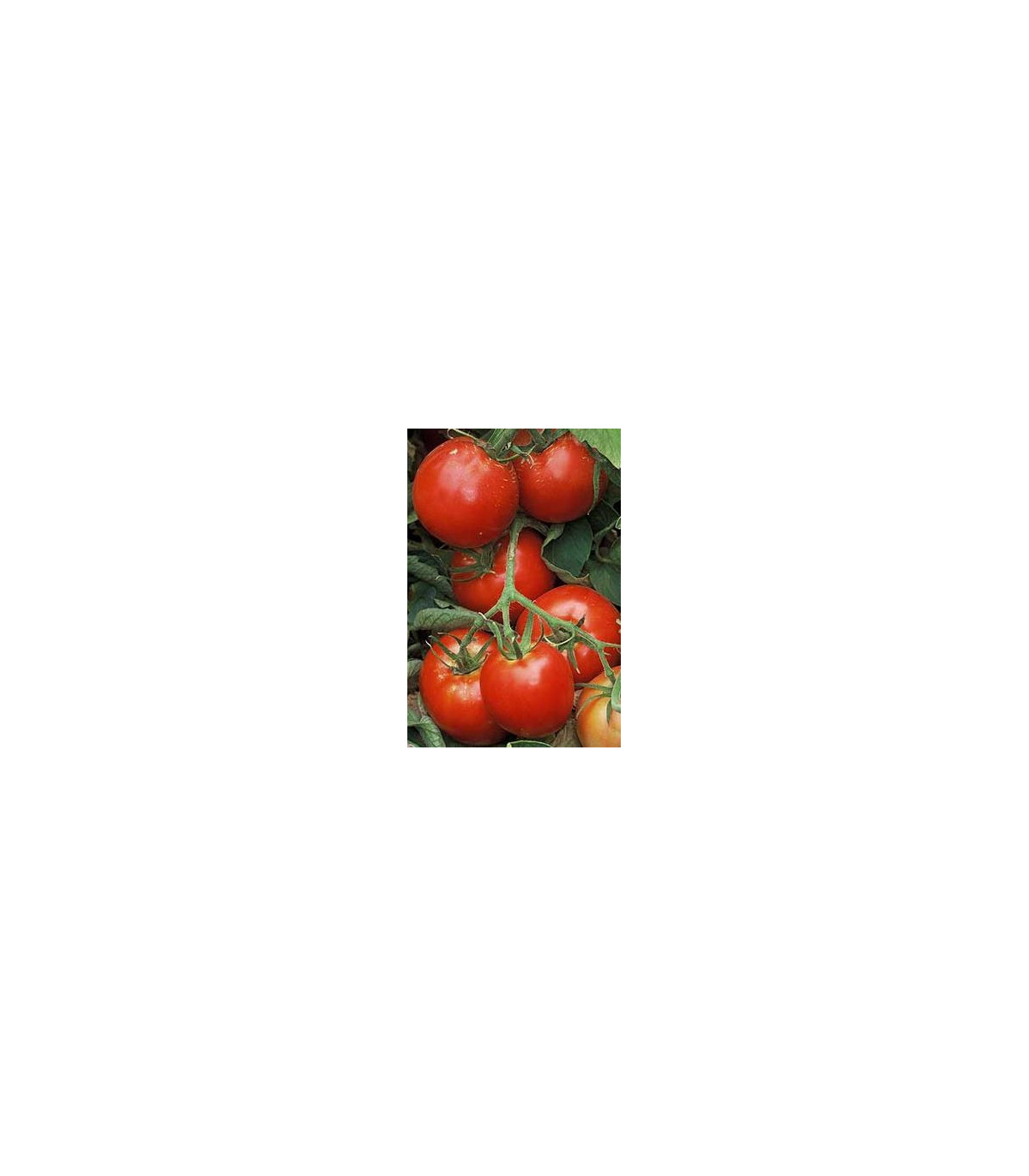 Paradajka Legenda - Lycopersicon esculentum - pôvodné odrody paradajok - semená paradajok - 6 ks