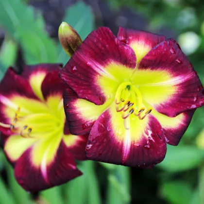 Ľaliovka Night Beacon - Hemerocallis - hľuzy ľaliovky - 1 ks