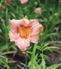 Ľaliovka Longsfield Glory - Hemerocallis - hľuzy ľaliovky - 1 ks