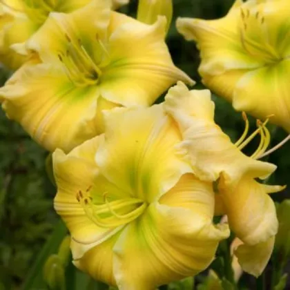 Ľaliovka Tequila and Lime - Hemerocallis - hľuzy ľaliovky - 1 ks