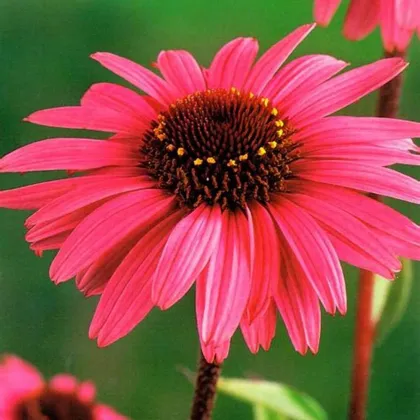 Echinacea purpurová - Echinacea - voľnokorenné sadenice echinacey - 1 ks