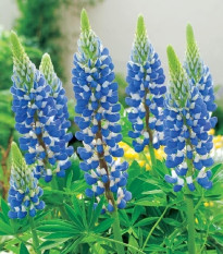 Lupina modrá - Lupinus - voľnokorenné sadenice lupiny - 1 ks