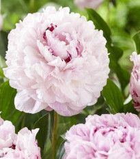 Pivónia The Fawn - Paeonia lactiflora - hľuzy pivónie - 1 ks