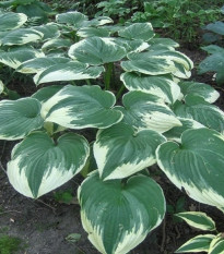 Funkia - Hosta Robert Frost - hľuzy funkie - 1 ks