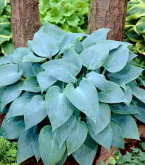 Funkia - Hosta Canadian Blue - hľuzy funkie - 1 ks