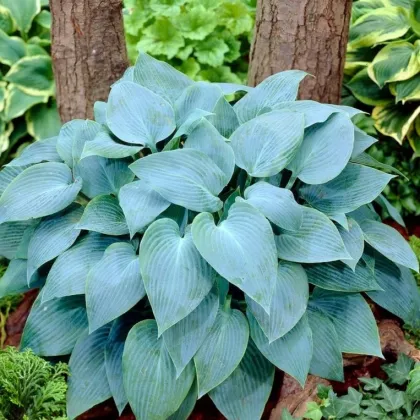 Funkia - Hosta Canadian Blue - hľuzy funkie - 1 ks