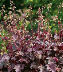 Heuchera Purple Palace - Heuchera - voľnokorenné sadenice heuchery - 1 ks