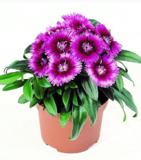 Klinček Chiba Purple Picotee F1 - Dianthus - semená klinčeka - 18 ks