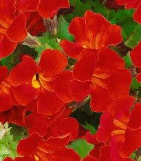 Čarodejka Magic Red - Mimulus hybridus - semená čarodejky - 30 ks