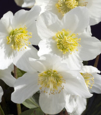 Čemerica biela - Helleborus niger - voľnokorenné sadenice čemerice - 1 ks