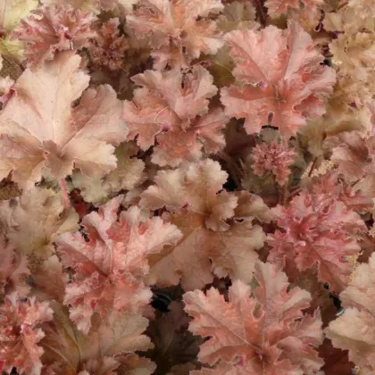 Heuchera Cappuccino - Heuchera - voľnokorenné sadenice heuchery - 1 ks