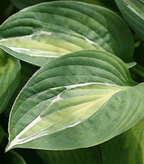 Funkia - Hosta Snake Eyes - hľuzy funkie - 1 ks