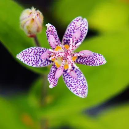 Ľaliovka srstnatá - Tricyrtis hirta - jednoducho korenené sadenice ľaliovky - 1 ks